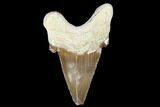 Serrated, Fossil Auriculatus Tooth - Tuzbair, Kazakhstan #173789-1